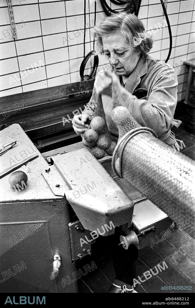STOCKHOLM 1967-04-19.. Dagmar Johansson hos Möller & Co i Årstahallarna packar frukt.. Foto: Bo-Aje Mellin / RiR / SVT / Kod: 5600. Bild och reportage publ. i RiR 19/67 sid. 16-17 inför TV-programmet Stuvare och storlager.. RiR 18551 sv/v neg  . Handel.