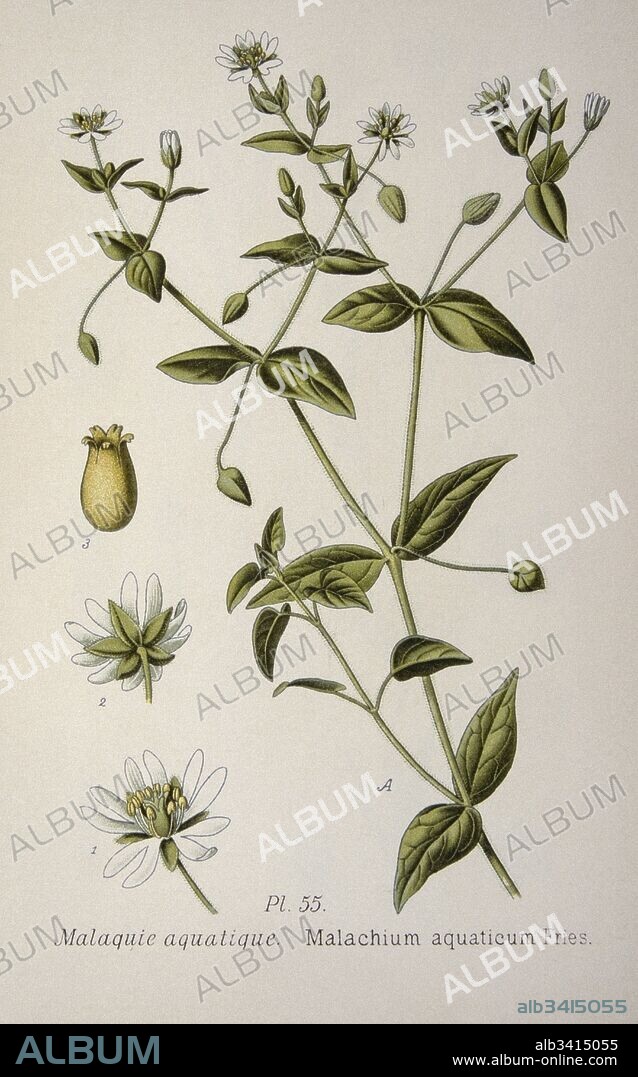 Myosoton aquaticum is a plant species in the genus Myosoton and belongs to the family Caryophyllaceae. also called a water chickweed or giant chickweed. From the Atlas des plantes 1793.
