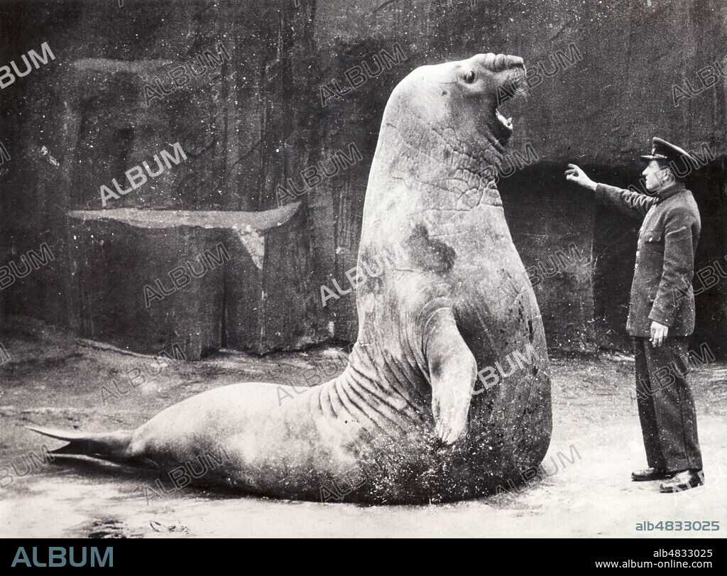Goliath, l'elephant de mer et son soigneur au Zoo de Vincennes. Photographie de l'agence Acme Newspictures de 1936. Credit : Collection Avant-Demain/Kharbine-Tapabor.