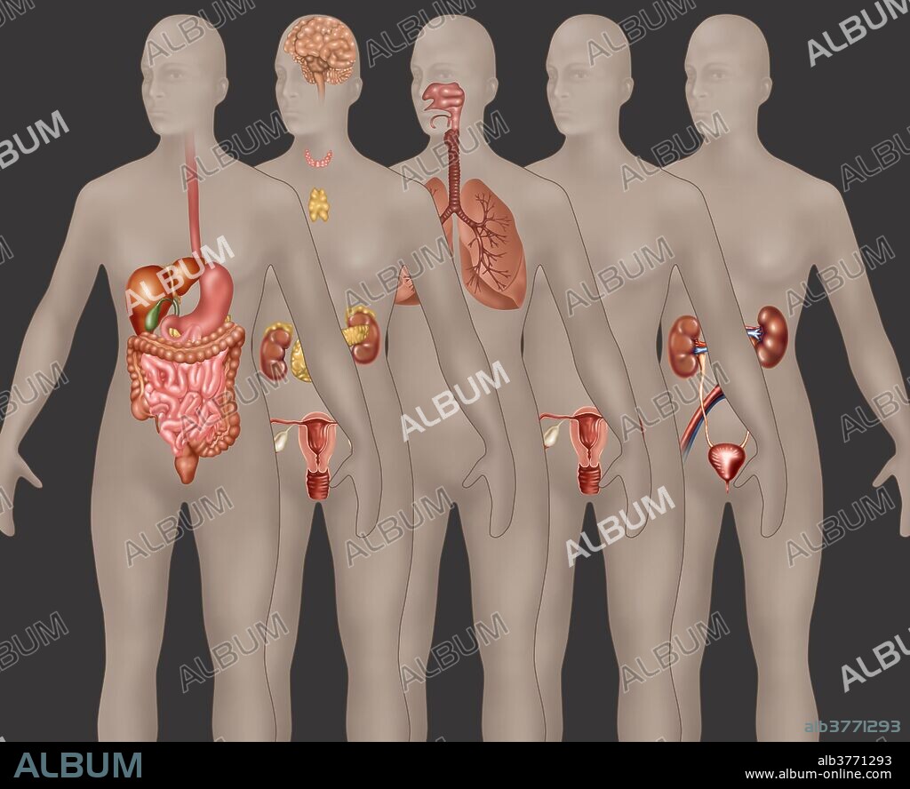 Organ systems illustrated in female anatomy. From foreground to background depicted are: digestive system, endocrine system, respiratory system, male reproductive system, and urinary system.