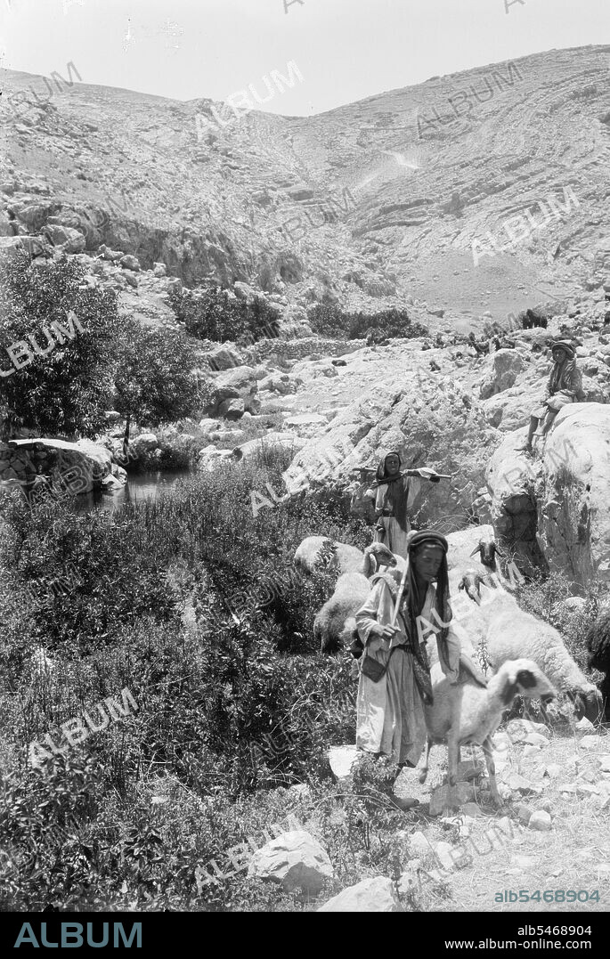 Sheep and shepherd at Ain Farah ca. between 1898 and 1946.
