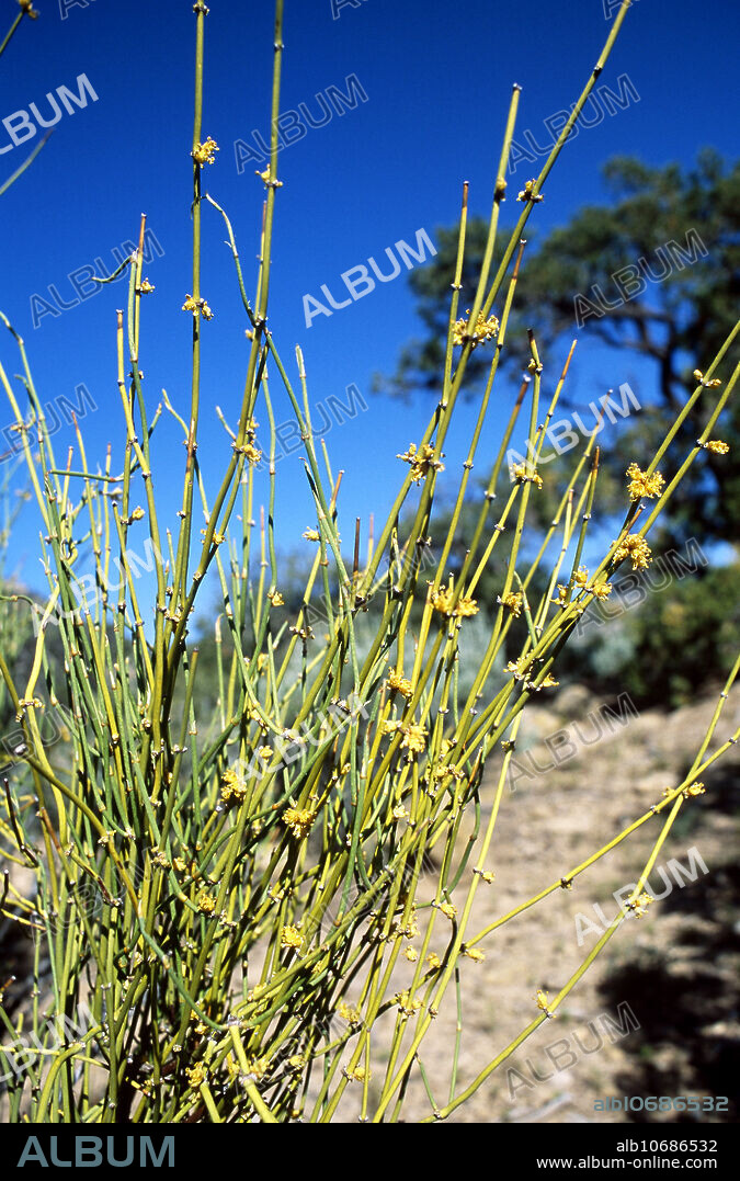 Green mormons tea (Ephedra viridis). Mormons tea was long used by Native Americans and colonists to make a stimulant drink. A related Asian species is the source of ephedrine.