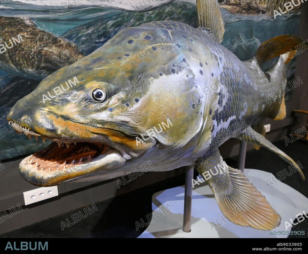 Mawsonia lavocati was an extinct genus of prehistoric coelacanth fish, and the largest of this group, up to several meters long. It lived during the Cretaceous period (99 to 112 million years ago). Fossils have been found in Africa and South America. Mawsonia was first described by British palaeontologist Arthur Smith Woodward in 1907.