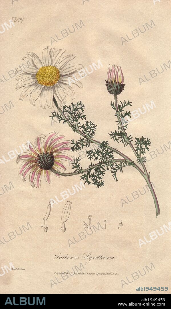 Spanish chamomile or pellitory, Anacyclus pyrethrum. Handcoloured botanical illustration drawn and engraved on steel by William Clark from John Stephenson and James Morss Churchill's "Medical Botany: or Illustrations and descriptions of the medicinal plants of the London, Edinburgh, and Dublin pharmacopœias," John Churchill, London, 1831.