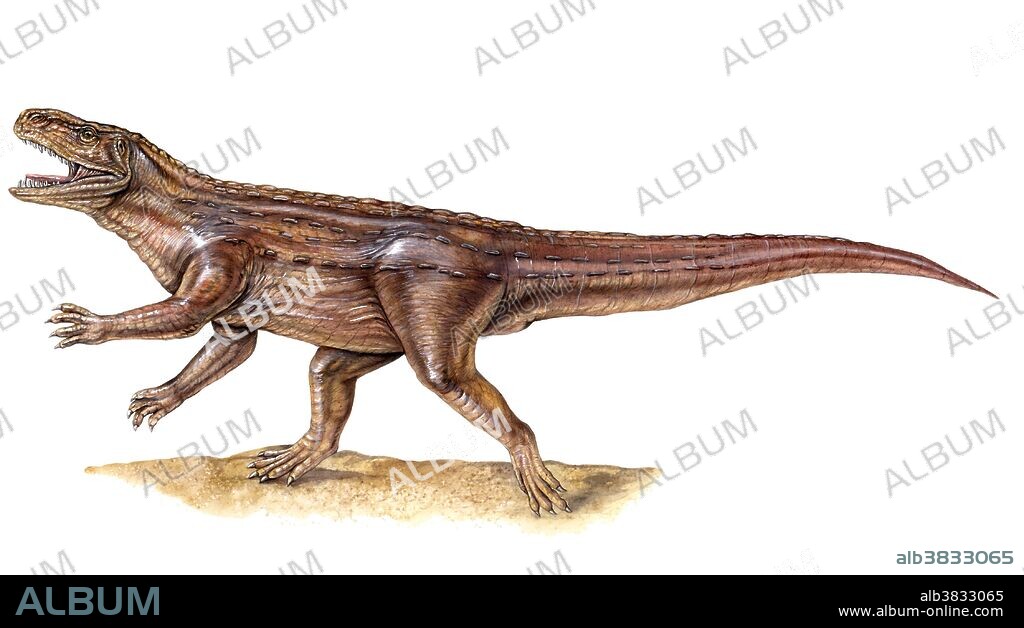 Archosaurs are the reptilian ancestors of the dinosaurs, crocodiles, flying pterosaurs, and birds. They evolved around 225 million years ago, at the end of the Permian Period.