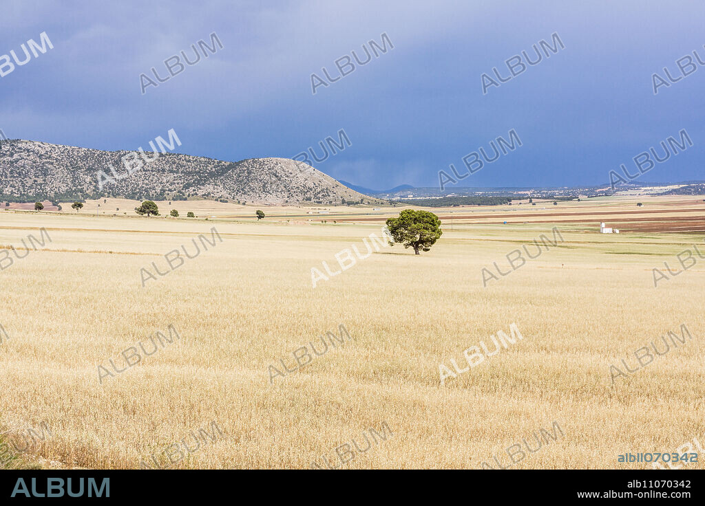 cereal field under a rainy sky, field of Murcia, Spain, europe.
