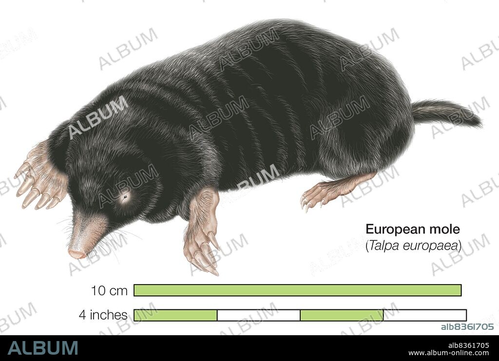 Common mole (Talpa europaea).