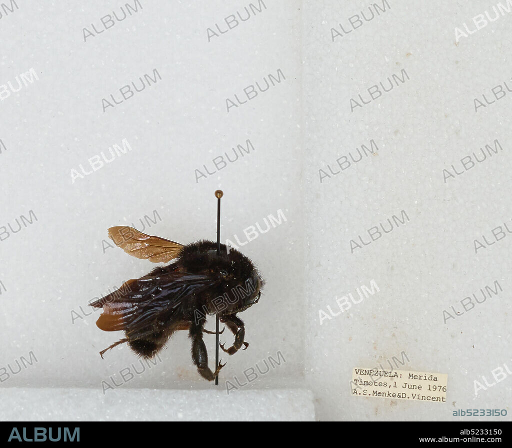 Timotes, Merida, Venezuela, Bombus sp., Animalia, Arthropoda, Insecta, Hymenoptera, Apidae, Apinae.