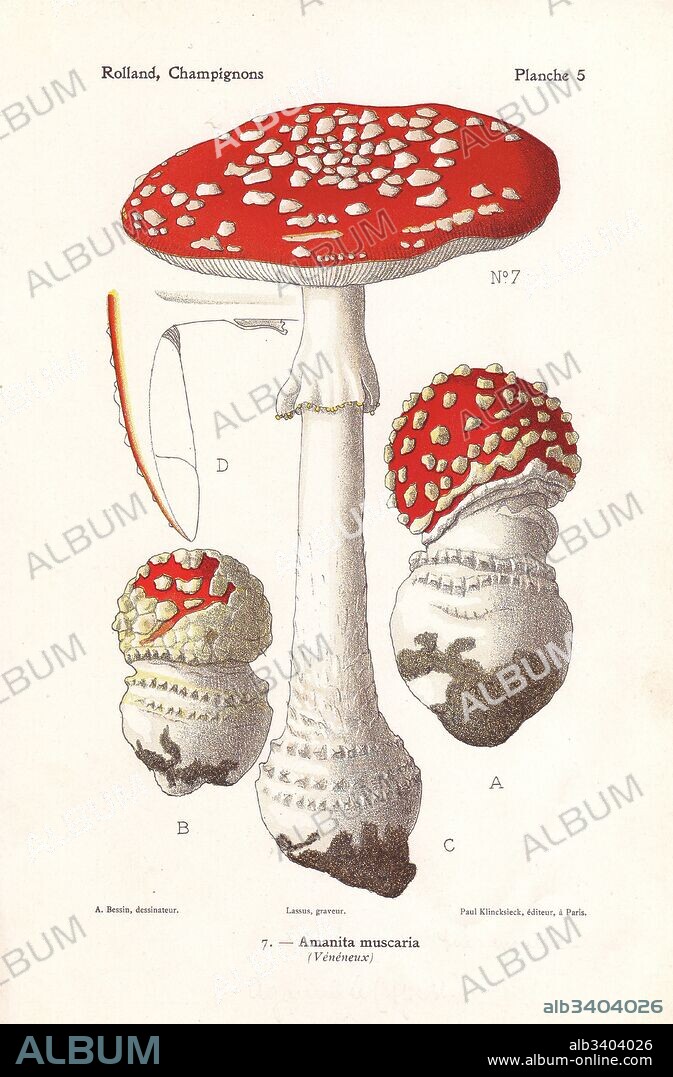 Fly agaric mushroom, Amanita muscaria. Poisonous psychoactive mushroom. Chromolithograph by Lassus after an illustration by A. Bessin from Leon Rolland's Guide to Mushrooms from France, Switzerland and Belgium, Atlas des Champignons, Paul Klincksieck, Paris, 1910.