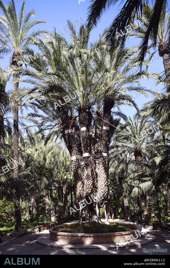 Elx / Elche; Parque "Huerto del Cura" el palmeral más emblemático de la ciudad; en el centro la "Palmera Imperial".