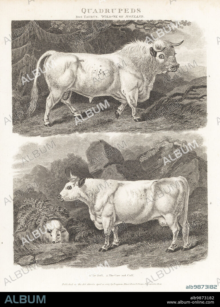 Wild ox of Scotland, bull, cow and calf, Bos taurus. White forest breed, Bos primigenius or Bos longifrons. Copperplate engraving by J. Scott after an illustration by Sydenham Edwards from Abraham Rees' Cyclopedia or Universal Dictionary of Arts, Sciences and Literature, Longman, Hurst, Rees, Orme, Paternoster Row, London, April 1, 1807.