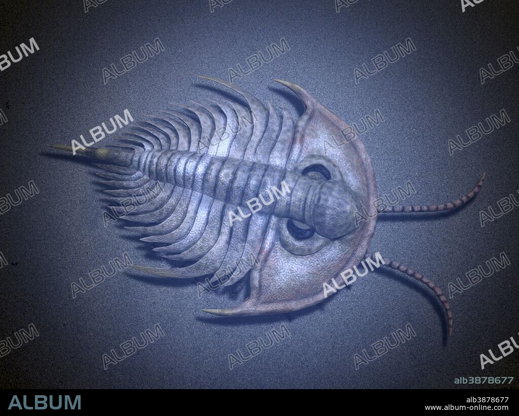 Olenellus thompsoni is an extinct trilobite from the Cambrian stage.