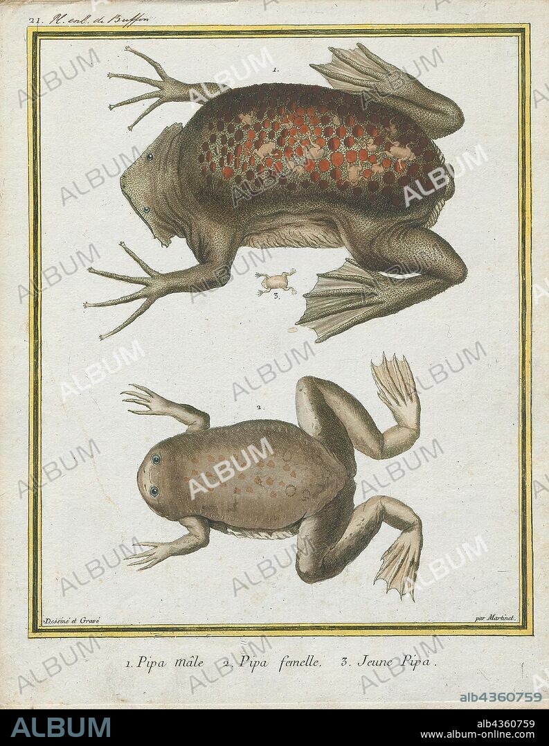 Pipa americana, Print, The common Suriname toad or star-fingered toad (Pipa pipa) is a species of frog in the family Pipidae found in Bolivia, Brazil, Colombia, Ecuador, French Guiana, Guyana, Peru, Suriname, Trinidad and Tobago, and Venezuela. In Spanish it is called aparo, rana comun de celdillas, rana tablacha, sapo chinelo, sapo chola, or sapo de celdas. In Portuguese, it is known as sapo pipa due to its shape, as "pipa" means kite. Its natural habitats are subtropical or tropical moist lowland forests, subtropical or tropical swamps, swamps, freshwater marshes, and intermittent freshwater marshes. It is threatened by habitat loss., 1700-1880.