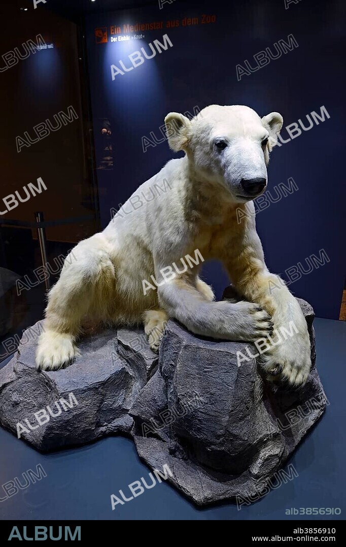 Preparation of the Polar bear (Ursus maritimus) Knut from the Berlin Zoo, Naturkundemuseum, Natural history museum, Berlin, Germany, Europe.