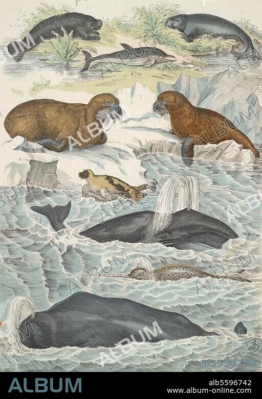 Zoologie / Schautafeln:. "Wale und Fischsäugetiere". (1. Seehund, 2. Seelöwe, 3. Walroß, 4. Manati, 5. Dujung, 6. Delphin, 7. Narwal, 8. Pottwal, 9. Walfisch). Lithographie, koloriert, aus: T.Bromme, Systematischer Atlas der Naturgeschichte, Stuttgart (J.Engelhorn) 1861. Berlin, Sammlung Archiv für Kunst und Geschichte.