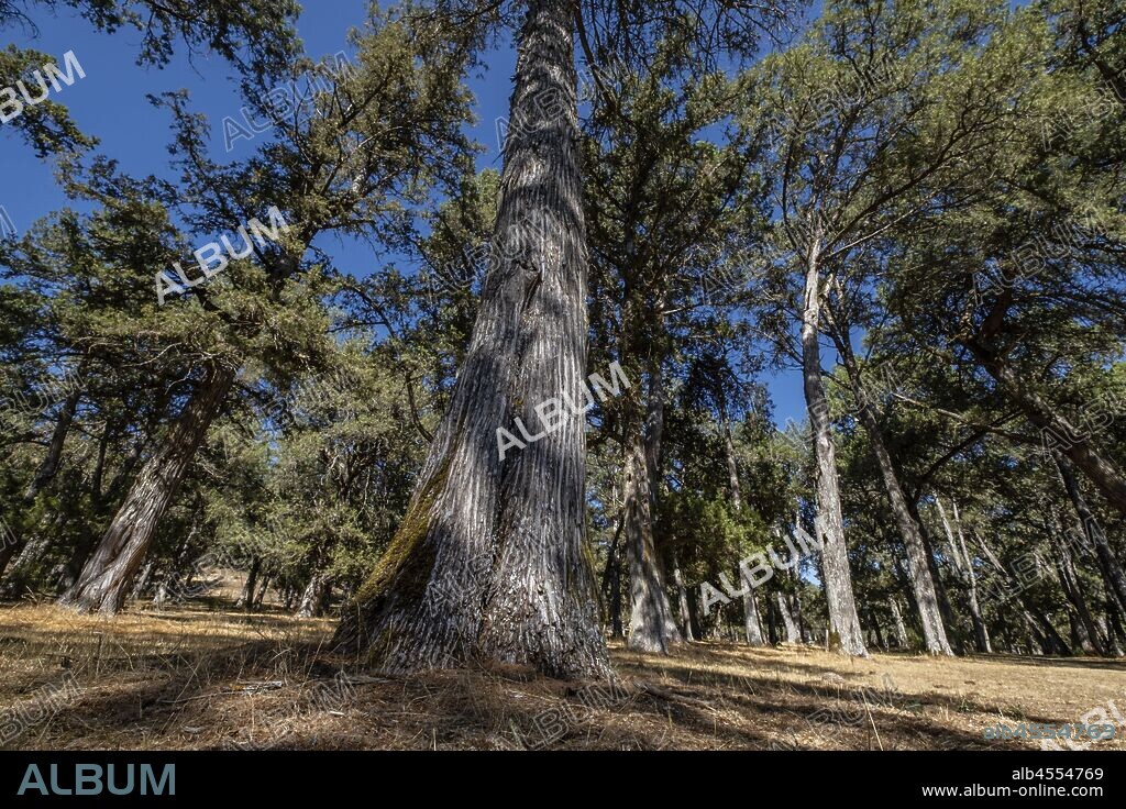 sabinas albares (Juniperus thurifera), Espacio Natural del Sabinar de Calatañazor, Soria, Comunidad Autónoma de Castilla, Spain, Europe.