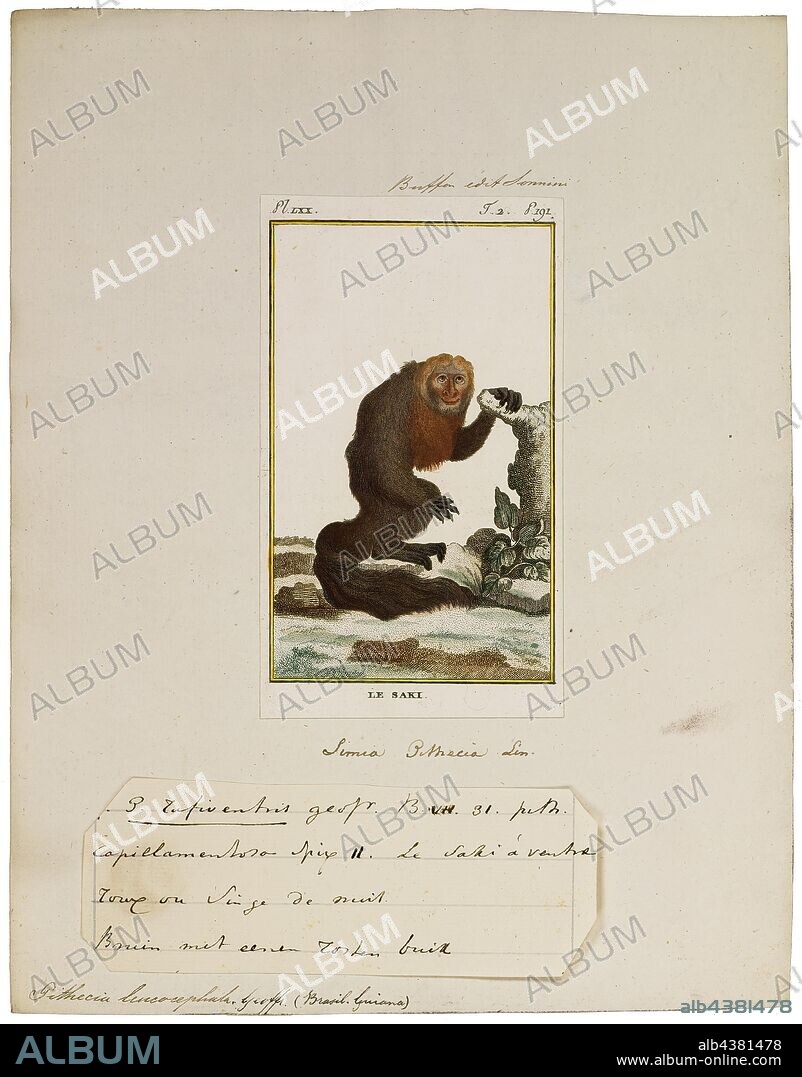 Pithecia leucocephala, Print, Saki monkey, Sakis, or saki monkeys, are any of several New World monkeys of the genus Pithecia. They are closely related to the bearded sakis of genus Chiropotes., 1798-1803.