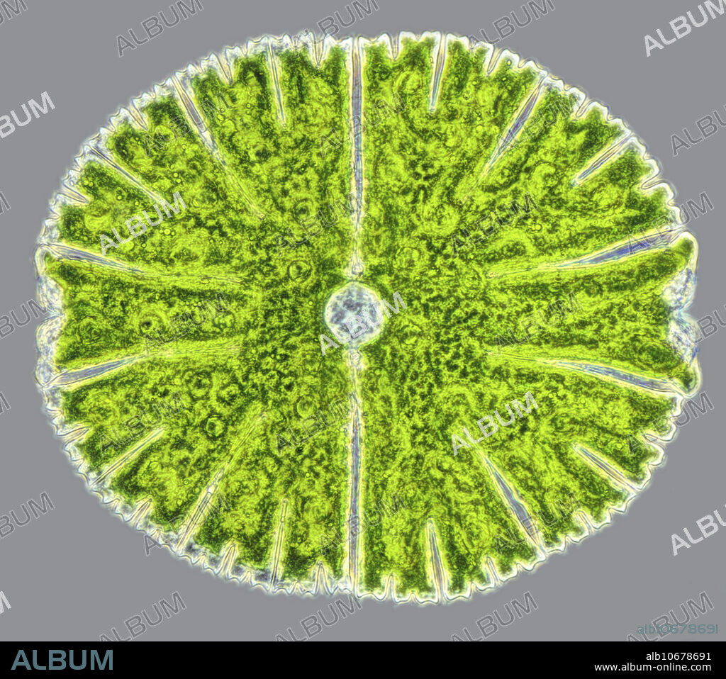 Light micrograph of Micrasterias thomasonia, phase contrast. Hfw = 280um.