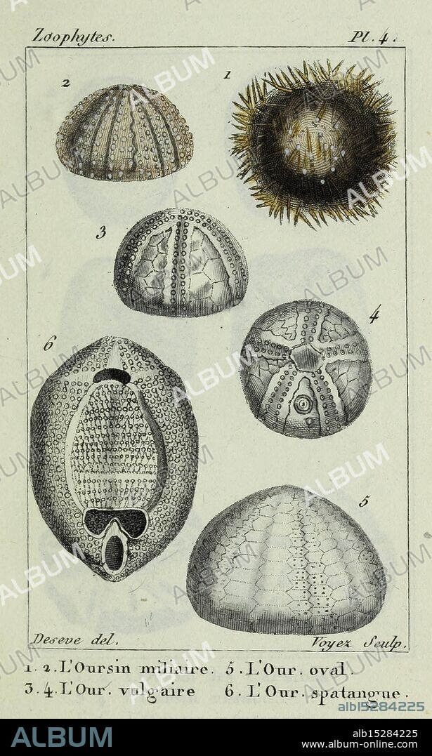 Atlas des zoophytes, Paris, Roret, libraire rue Hautefeuille, au coin de celle du battoir, . Annelida, Atlases, Cnidaria, Echinodermata, Eels, Helminths, Worms, Echinoderms, A detailed illustration showcasing various types of echinoderms, specifically sea urchins and related species. The arrangement includes six distinct figures labeled from 1 to 6, each depicting unique features and anatomical structures. They reveal the diversity in shapes and textures, ranging from spiky surfaces to smooth, rounded forms. The intricate details highlight the biological classifications and characteristics of these marine organisms, emphasizing their ecological significance and the variety of forms present in their habitat. The reference to ''Zoophytes'' suggests a broader context of marine life exploration, indicating a historical or scientific perspective on oceanic fauna.