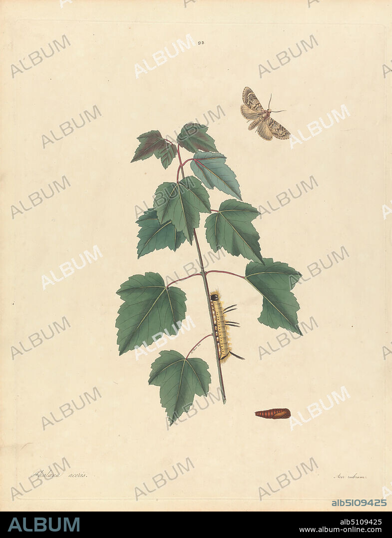 Phalaena Aceris. Acer Rubrum (Grey Maple Moth, Red Maple), Plate 93 from James Edward Smith, the 'Natural History of the Rarer Lepidopterous Insects of Georgia', London, 1797, Print made by John Harris the elder, 17671832, British, after John Abbot, 1751ca. 1840, British, 1797, Engraving with original hand coloring on medium, slightly textured, cream wove paper, Sheet: 16 x 12 1/4 inches (40.6 x 31.1 cm), botany, butterfly, caterpillar, chrysalis, plant, red maple, science, still life, tree.