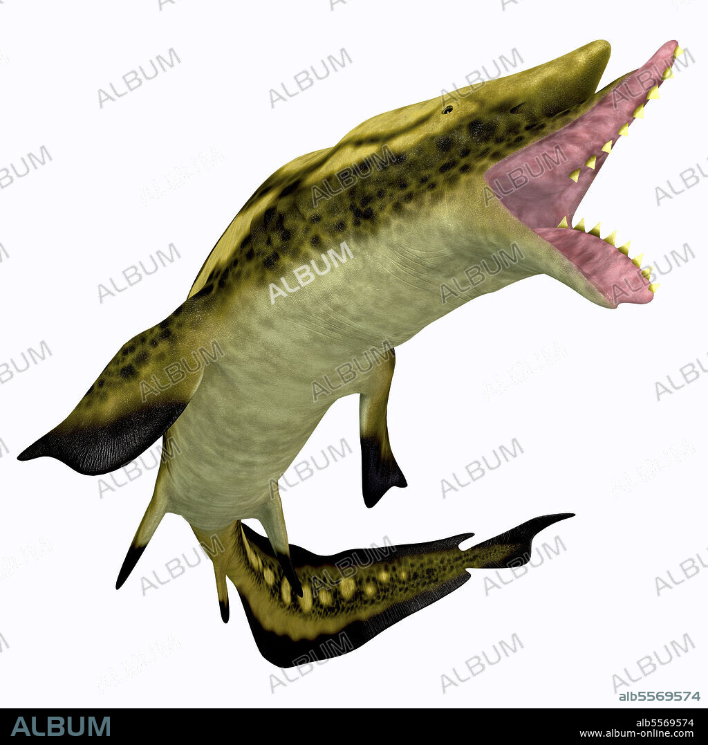 Edestus shark with mouth open. Edestus was an early shark that lived during the Carboniferous Period in North America, England and Russia.