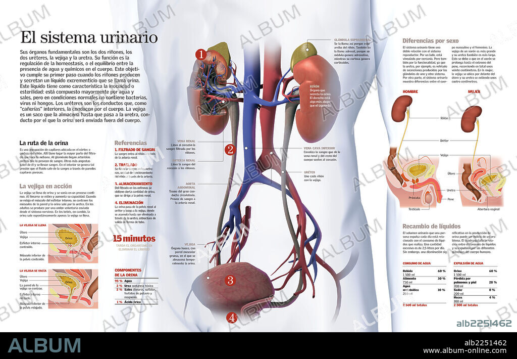 Urinary System. Infographic of the organs involved in the urinary system (kidneys, ureter, bladder and urethra), their functions and the differences between men and women.