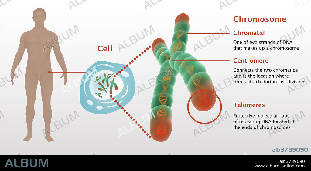 Illustration of telomeres on a chromosome; depicted are the chromatid, centromere and telomeres. Chromatid, one of two strands of DNA that makes up a chromosome. Centromere connects the two chromatids and is the location where fibres attach during cell division. Telomeres, protective molecular caps of repeating DNA located at the ends of chromosomes.