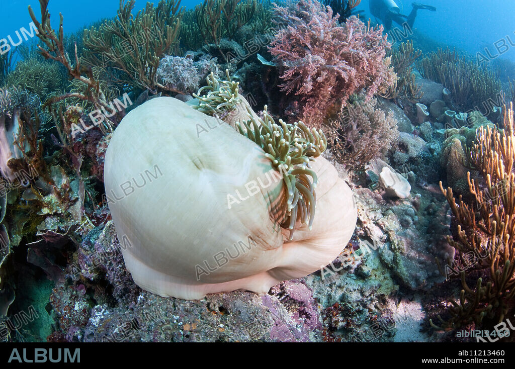 White anemone mantle, Komodo, Indonesia, Southeast Asia, Asia.