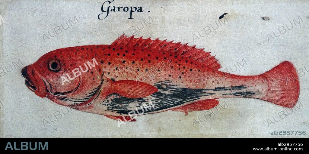 Garopa Fish by John White (created 1585-1586).