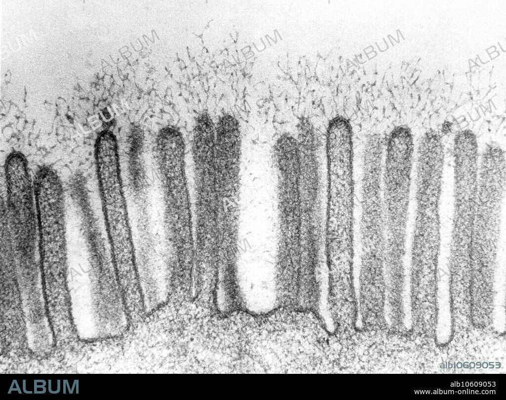High magnification electron micrograph of a portion of the glycocalyx of an intestinal epithelial cell showing branching carbohydrate molecules in the glycocalyx extending outward from the cell membrane.
