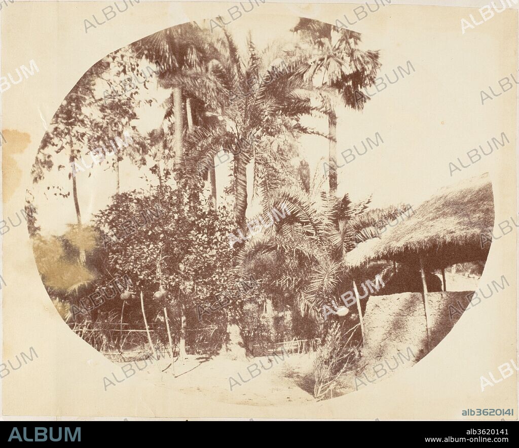 View in the Jungle, Bengal. Artist: Captain R. B. Hill. Dimensions: Image: 19.3 x 24.1 cm (7 5/8 x 9 1/2 in.)
Mount: 21 x 28.2 cm (8 1/4 x 11 1/8 in.). Date: 1850s.