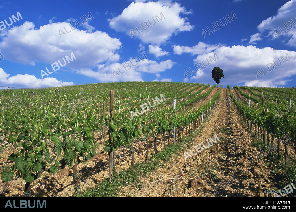Grape vines on hillside beneath blue sky with white clouds, near Pienza, Tuscany, Italy, Europe.