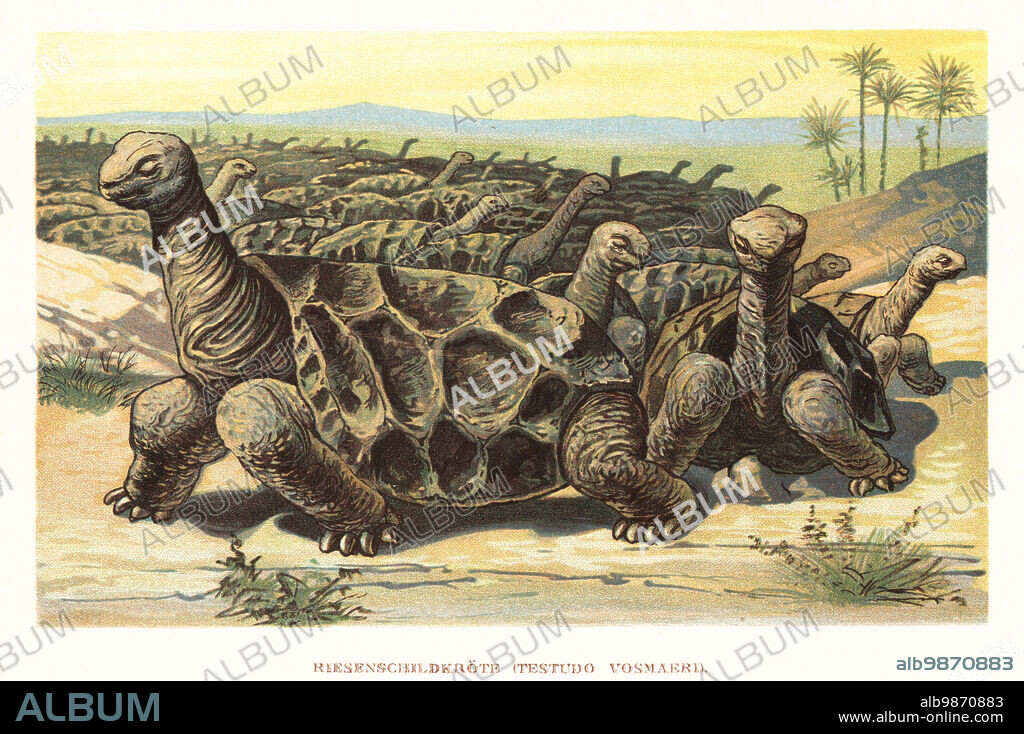 Saddle-backed Rodrigues giant tortoise, Cylindraspis vosmaeri. Hunted to extinction around 1800. Riesenschildkrote, Testudo vosmaeri. Colour printed illustration by F. John from Wilhelm Bolsches Tiere der Urwelt (Animals of the Prehistoric World), Reichardt Cocoa company, Hamburg, 1908.