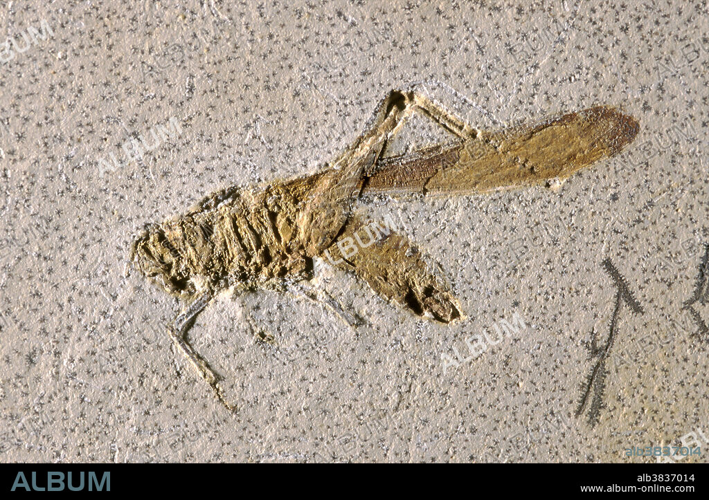Grasshopper Fossil, Lower Cretaceous, Brazil.