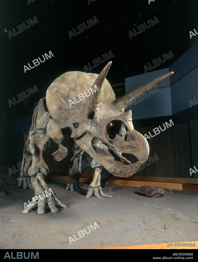 Triceratops skeleton in the Royal Tyrrell Museum of Paleontology in Alberta, Canada.