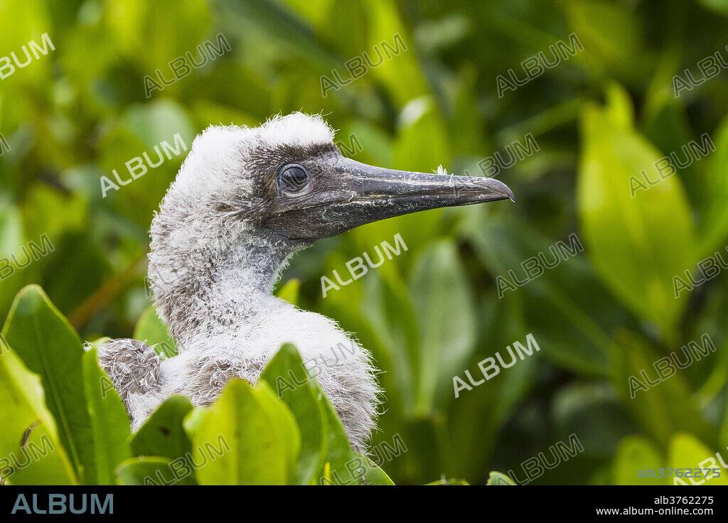 Red-footed booby (Sula sula) chick, Genovesa Island, Galapagos Islands, Ecuador, South America.
