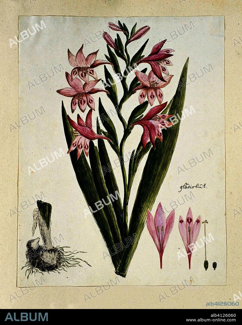 Gladiolus carneus D. Delarochev (Painted lady). Draughtsman: Robert Jacob Gordon. Dating: Oct-1777 - Mar-1786. Measurements: h 660 mm × w 480 mm; h 424 mm × w 267 mm.
