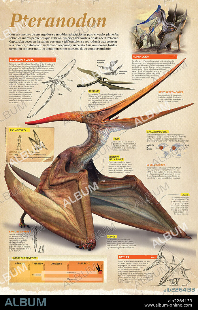 Pteranodon. Infografía del Pteranodon, dinosaurio que planeaba sobre los pequeños mares que cubrían América del Norte a finales del Cretácico.