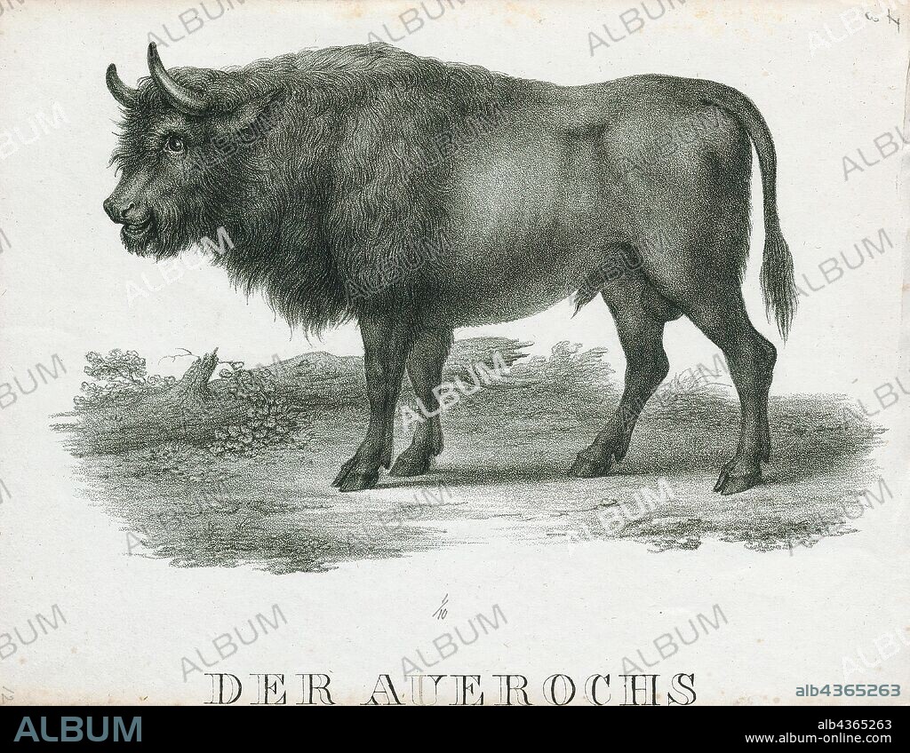 Bos primigenius, Print, The aurochs, also known as urus or ure (Bos primigenius), is an extinct species of large wild cattle that inhabited Europe, Asia, and North Africa. It is the ancestor of domestic cattle; it has also been suggested as an ancestor genetically to the modern European bison, which have been crossbred with steppe bison. The species survived in Europe until 1627, when the last recorded aurochs died in the Jaktorów Forest, Poland., 1700-1880.