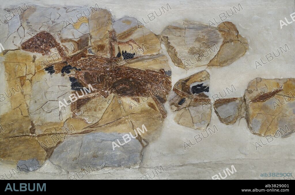 Dinosaur with Feathers