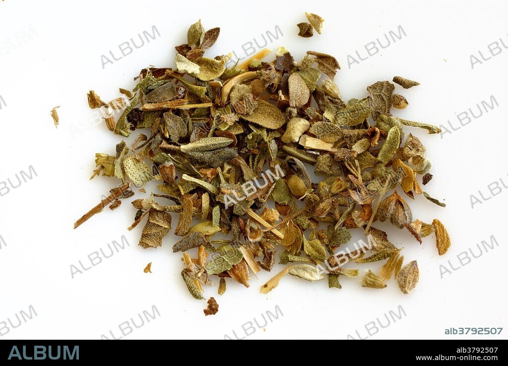 Oregano (Origanum vulgare) is an important culinary herb. It is widely used in Greek and in South Italian cuisine. It is the leaves that are used in cooking, and the dried herb is often more flavorful than the fresh. Oregano is often used in tomato sauces, with fried vegetables, and grilled meat. Together with basil, it contributes much to the distinctive character of many Italian dishes.