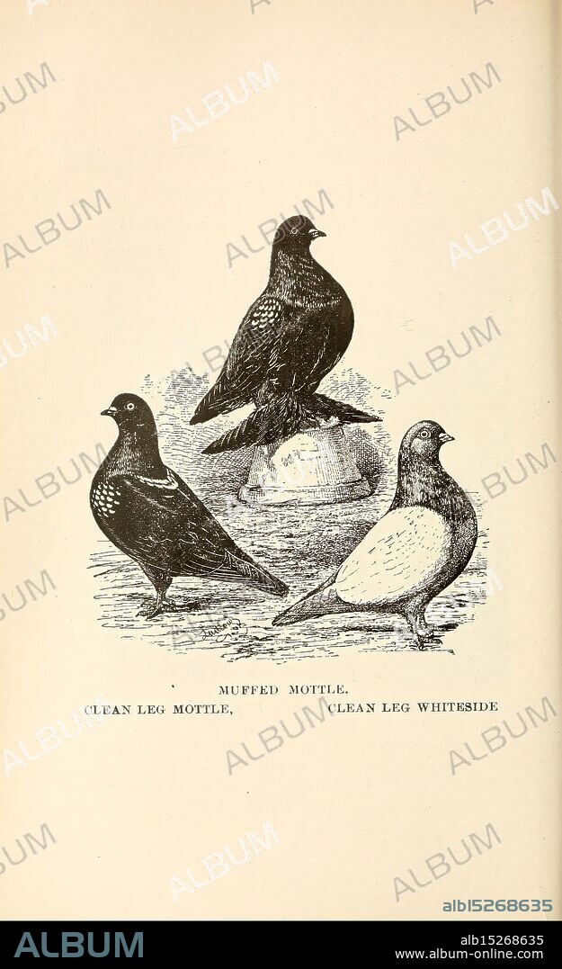 Pigeons and all about them, Boston, C.E. Twombly, [c1898], pigeons, Woodshole, The illustration features three distinct varieties of pigeons, showcasing their unique characteristics. Positioned in a triangular formation, the first pigeon, labeled ''Muffed Mottle, ' exhibits a striking pattern with pronounced feathered feet. The second, ''Clean Leg Mottle, ' presents a similar mottled appearance but with cleaner legs, emphasizing its streamlined look. Finally, the ''Clean Leg Whiteside'' displays a contrasting white coloration on one side, highlighting the diversity within the species. Each bird stands atop a small pedestal, drawing attention to its individual features and characteristics.