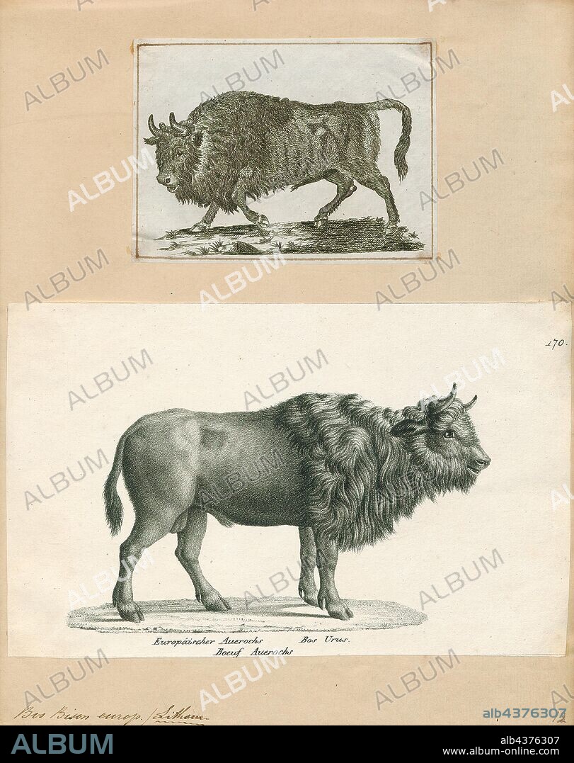 Bos bison europaeus, Print, Bos is the genus of wild and domestic cattle. Bos can be divided into four subgenera: Bos, Bibos, Novibos, and Poephagus, but these divisions are controversial. The genus has five extant species. However, this may rise to seven if the domesticated varieties are counted as separate species, and nine if the closely related genus Bison is also included. Most modern breeds of domesticated cattle are believed to have originated from the extinct aurochs., 1700-1880.