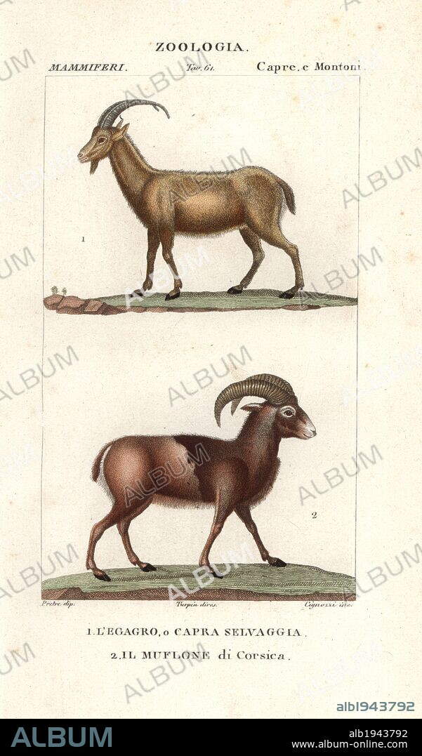 Wild goat, Capra aegagrus, and mouflon of Corsica, Ovis aries orientalis. Handcoloured copperplate stipple engraving from Jussieu's "Dictionary of Natural Science," Florence, Italy, 1837. Illustration by J. G. Pretre, engraved by Cignozzi, directed by Pierre Jean-Francois Turpin, and published by Batelli e Figli. Jean Gabriel Pretre (1780~1845) was painter of natural history at Empress Josephine's zoo and later became artist to the Museum of Natural History. Turpin (1775-1840) is considered one of the greatest French botanical illustrators of the 19th century.