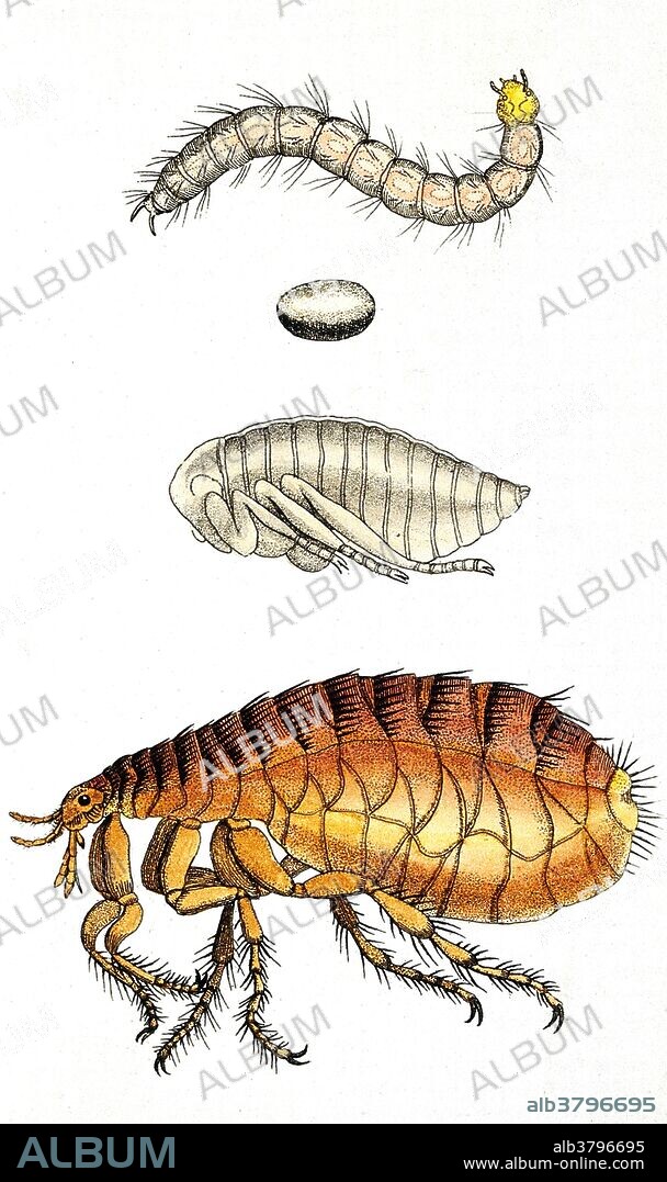 A dog flea (Ctenocephalides canis): adult, pupa, egg, and larva. Colored etching.