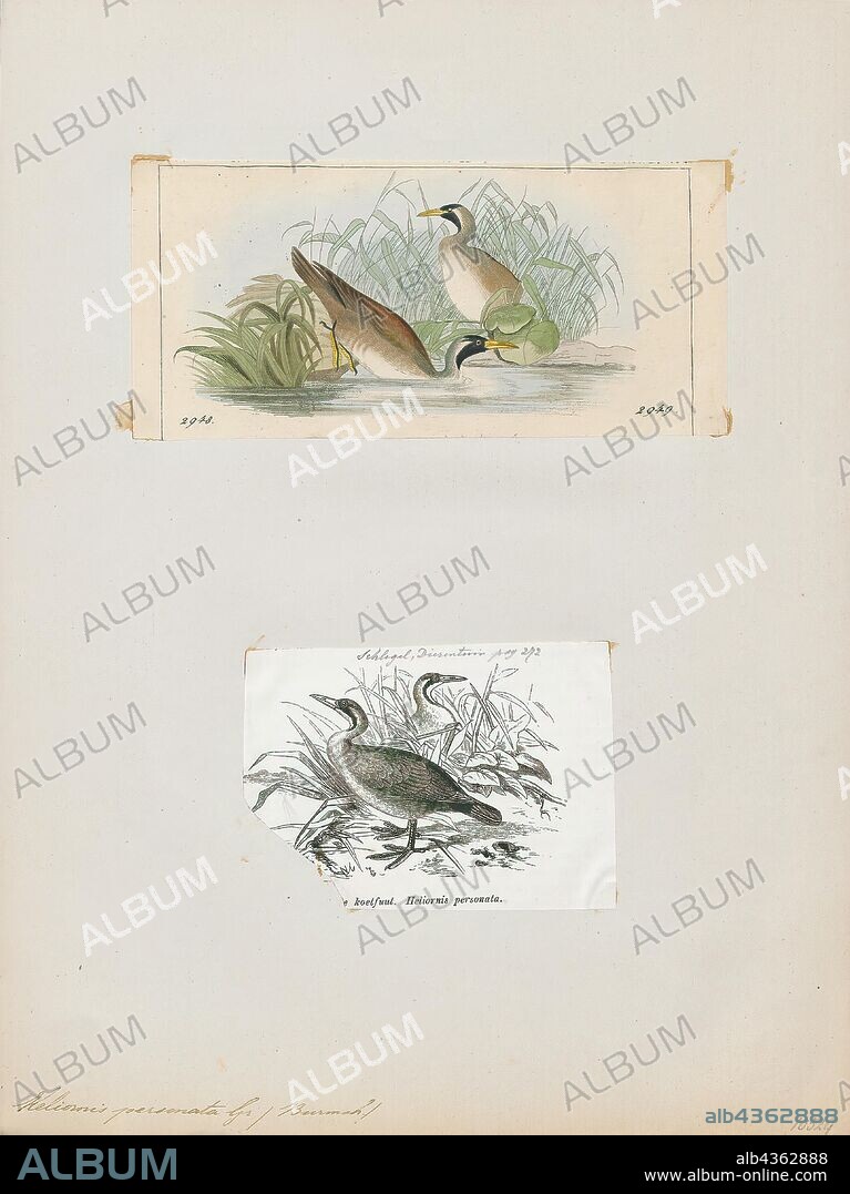 Podica personata, Print, African finfoot, The African finfoot (Podica senegalensis) is an aquatic bird from the family Heliornithidae (the finfoots and sungrebe). The species lives in the rivers and lakes of western, central, and southern Africa., 1700-1880.
