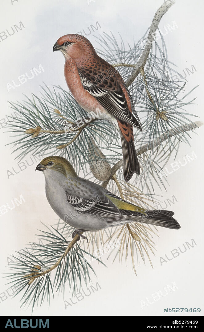 Pinicola enucleator. Pine-Grosbeak., still image, Prints, 1862 - 1873, Gould, John, 1804-1881.