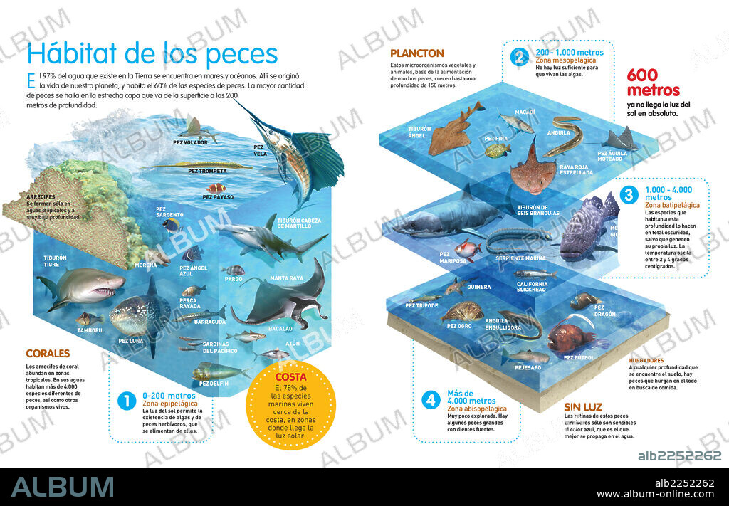 Hábitat de los peces. Infografía que describe el hábitat de los peces marinos y la distribución de las diferentes especies según la profundidad del agua.
