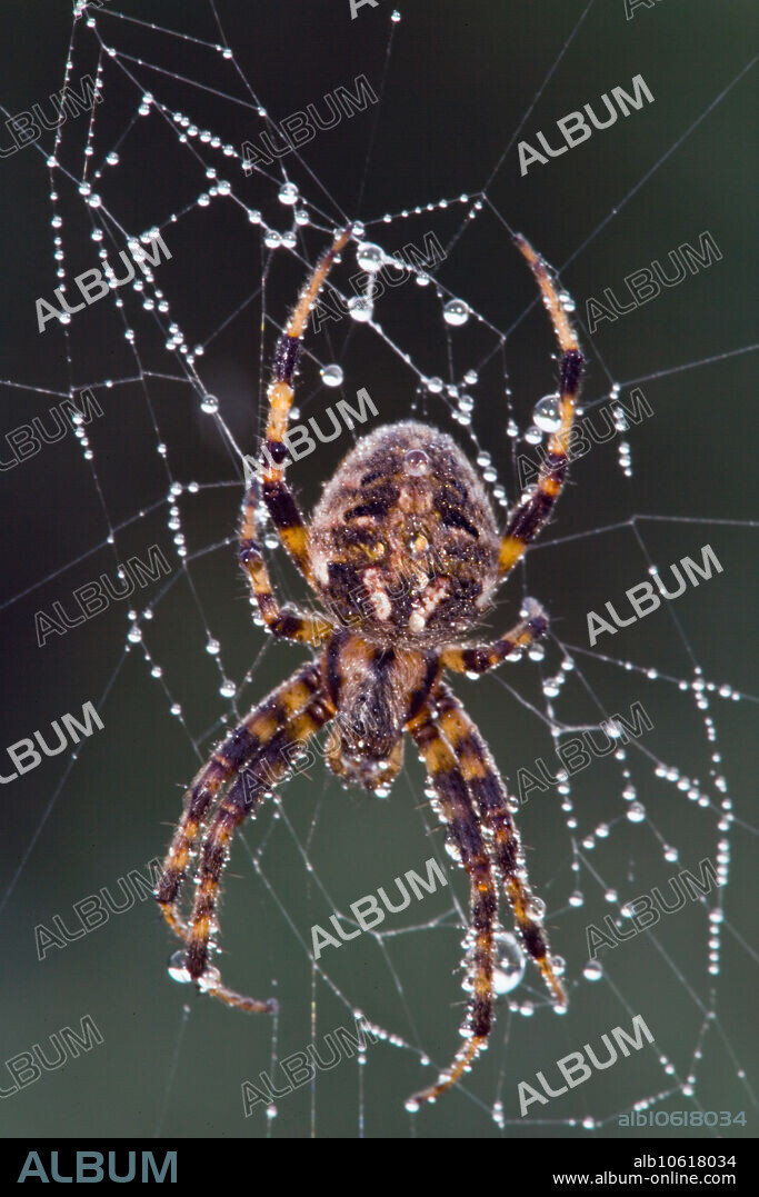 Black and Yellow Argiope Spider