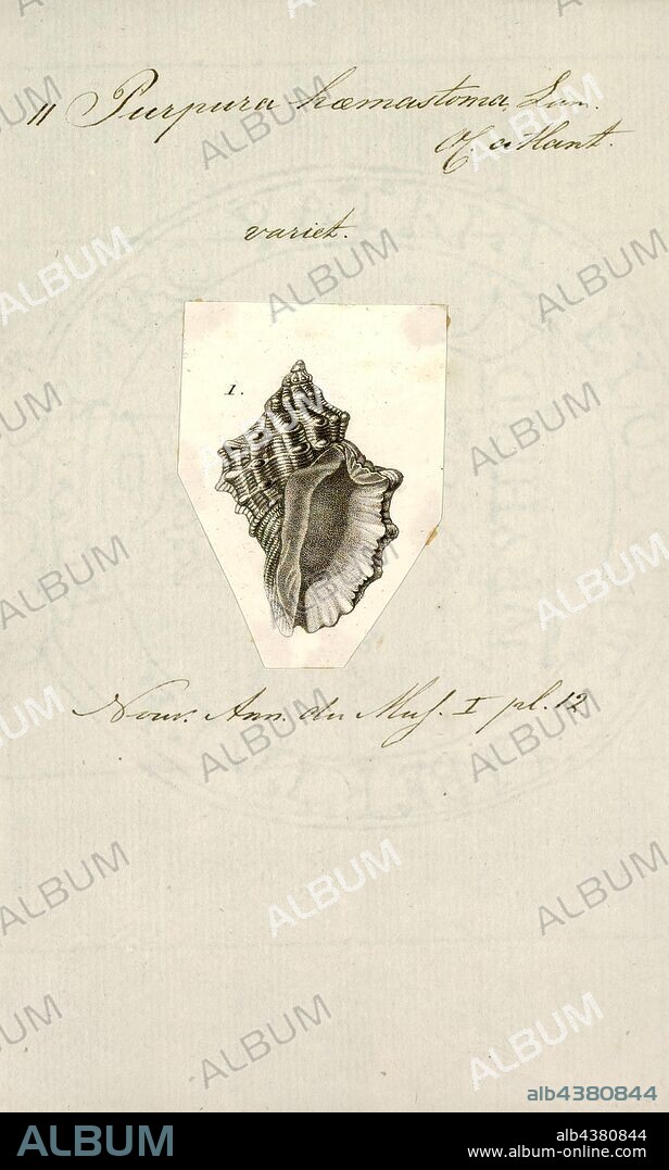 Purpura haemastoma, Print, Stramonita haemastoma, common name the red-mouthed rock shell or the Florida dog winkle, is a species of predatory sea snail, a marine gastropod mollusc in the family Muricidae, the rock snails.